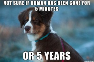 dog realizes you just sold out your frie previous dog guilty