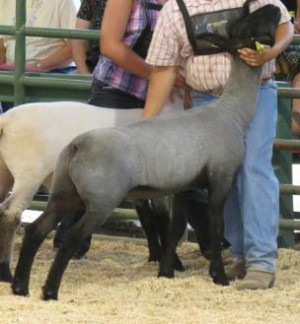 this website contains information on club lambs show ring champion ...
