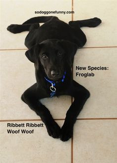 So DogGone Funny!: 14423-Black Lab puppy sits in his frog position.
