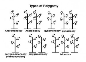 andromonoecy . Species where allindividuals have staminate and ...