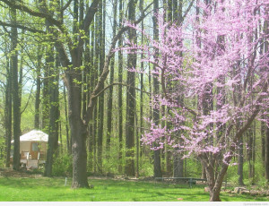 Spring quotes images and wallpapers 2015 2016