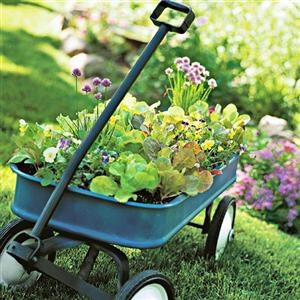 Plant a Mobile Herb Garden in a Wagon
