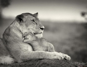 Animals Mothers love their children
