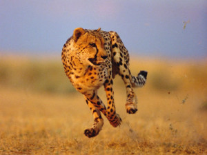 cheetahs running pictures,Cheetahs cubs Images,