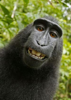 Monkey Self Portrait