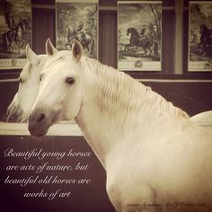 Beautiful young horses are acts of nature, but beautiful old horses ...