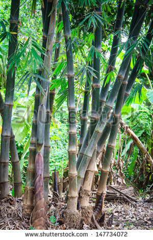 Jungle Forest With Tropical