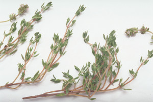 Thyme