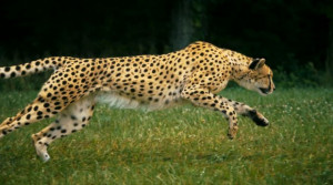Cheetah Running Shoots cheetahs running