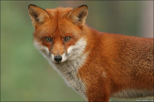 ... reported seeing foxes in their gardens with 10% seeing them regularly
