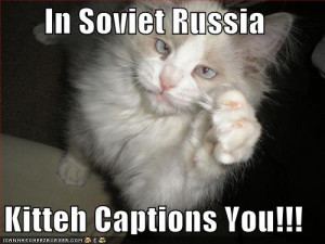 Kitten Captions You