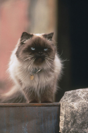 Cats rule and dogs drool. It rhymes, so it must be true. Case closed ...