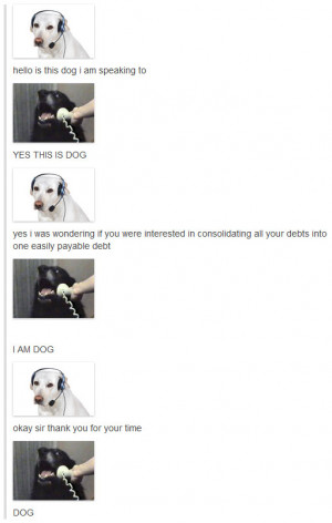 Funny photos funny dog chat Internet