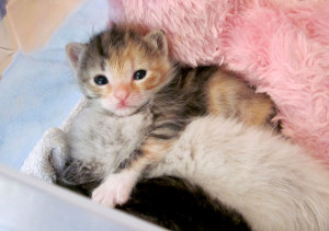 Cute Kittens Cuddling Bed Time