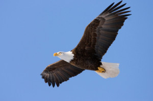 ... that a great vision to get into your head – Soaring like an Eagle