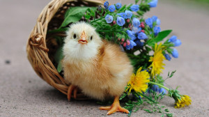 ... 1920x1080 Flowers, Birds, Baskets, Chicks, Chickens, Baby, Birds