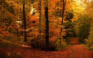 Autumn Paths Wallpaper by JoInnovate