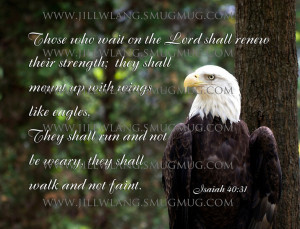 Bald Eagle - Isaiah 40:31