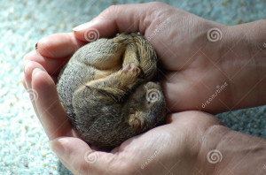Newborn Baby Squirrels