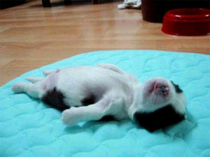 15 Pictures Of Extremely Cute Puppies Sleeping On Their Backs