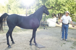 Flicka 3 - Beste Freunde - Bild 3 von 10