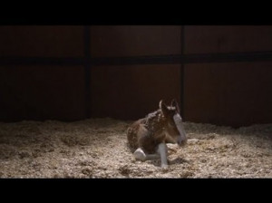 Our favorite super commercial.