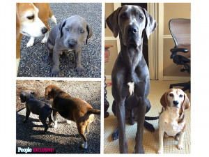 Brittany Maynard and Dan Diaz's dogs: Charley and Bella (the beagle)