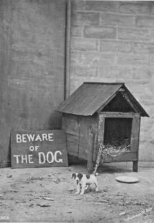 Beware of Dog! Dog is dangerous!