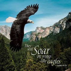 soar on wings like eagles | Wings of Eagle Isaiah 40 More