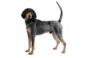 Related Pictures blue tick hound dogs cute funny dogs