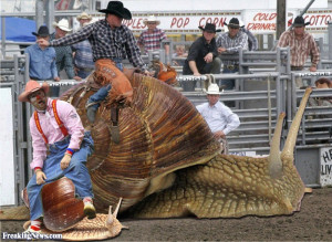 Funny Snail-busting at the Mollusk Rodeo