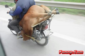 Posted in Funnp Pictures by admin