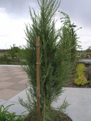 Juniperus Scopulorum Skyrocket