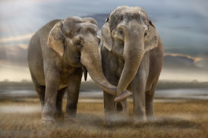 animals, cute, djur, elephant, elephants, friends, friendship, love