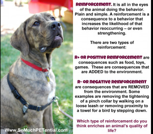 Animal Training – Defining Reinforcement