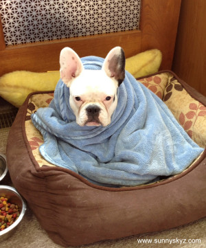 French bulldog puppy loves being wrapped up. Yoda?