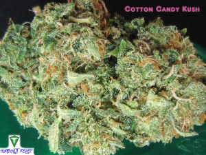 Cotton Candy Kush Nug2