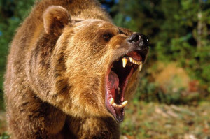 Grizzly bear roaring