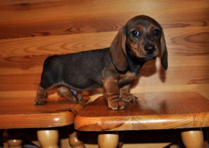 izismileA cute little wiener dogOriginal Article