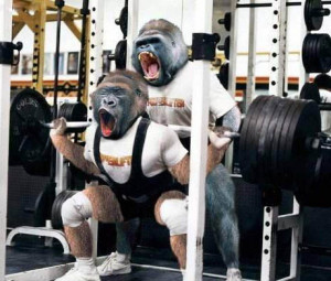 Gorilla Funny Quotes Gorilla training