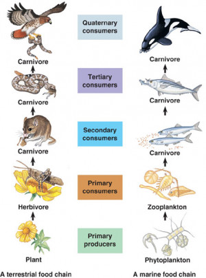 chaparral food chain
