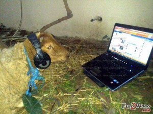 Online chat of funny goat which is very hilarious and this funny ...