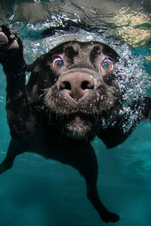 Funny Swimming Water Dog Joke Photo Pictures