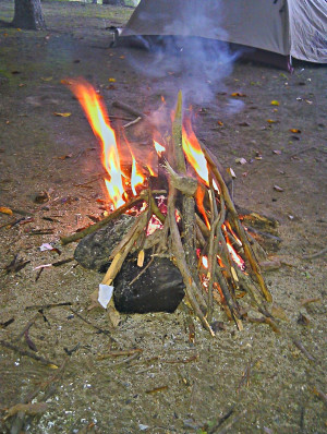 anaconda snake eating man anaconda snake green anaconda snake in