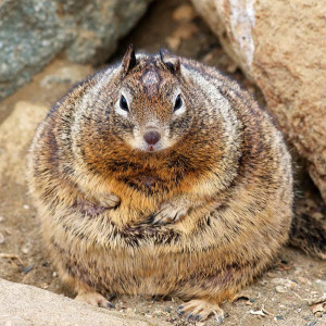 écureuil le plus gros du monde