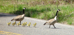 Baby Canadian Geese A canadian goose family taking