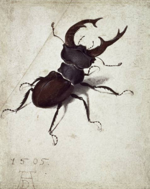 Image: Albrecht Dürer - Stag Beetle