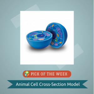Animal Cell Cross Section