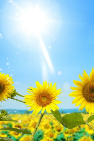 Featured image of post Sunflower Wallpaper Iphone With Quotes / 243 inspirational quotes hd images.