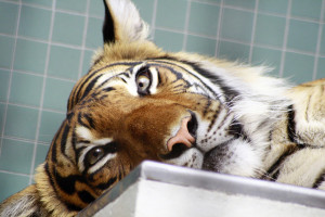 Berlin Zoo Bengal Tiger Oskila